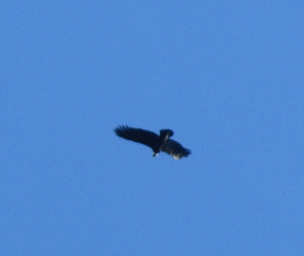 IMG_1507_Zoom